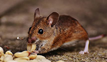 24 Hour & Emergency Exterminators in Bedford Park, IL